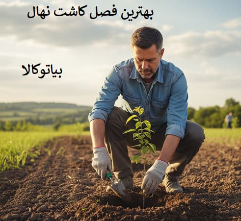 فصل کاشت نهال 